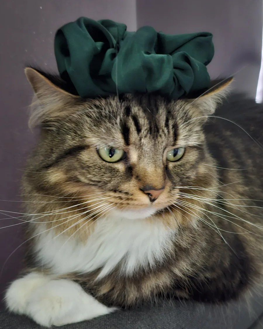 Tally, a long-haired tabby cat, lying on a sofa wearing a dark green scrunchie