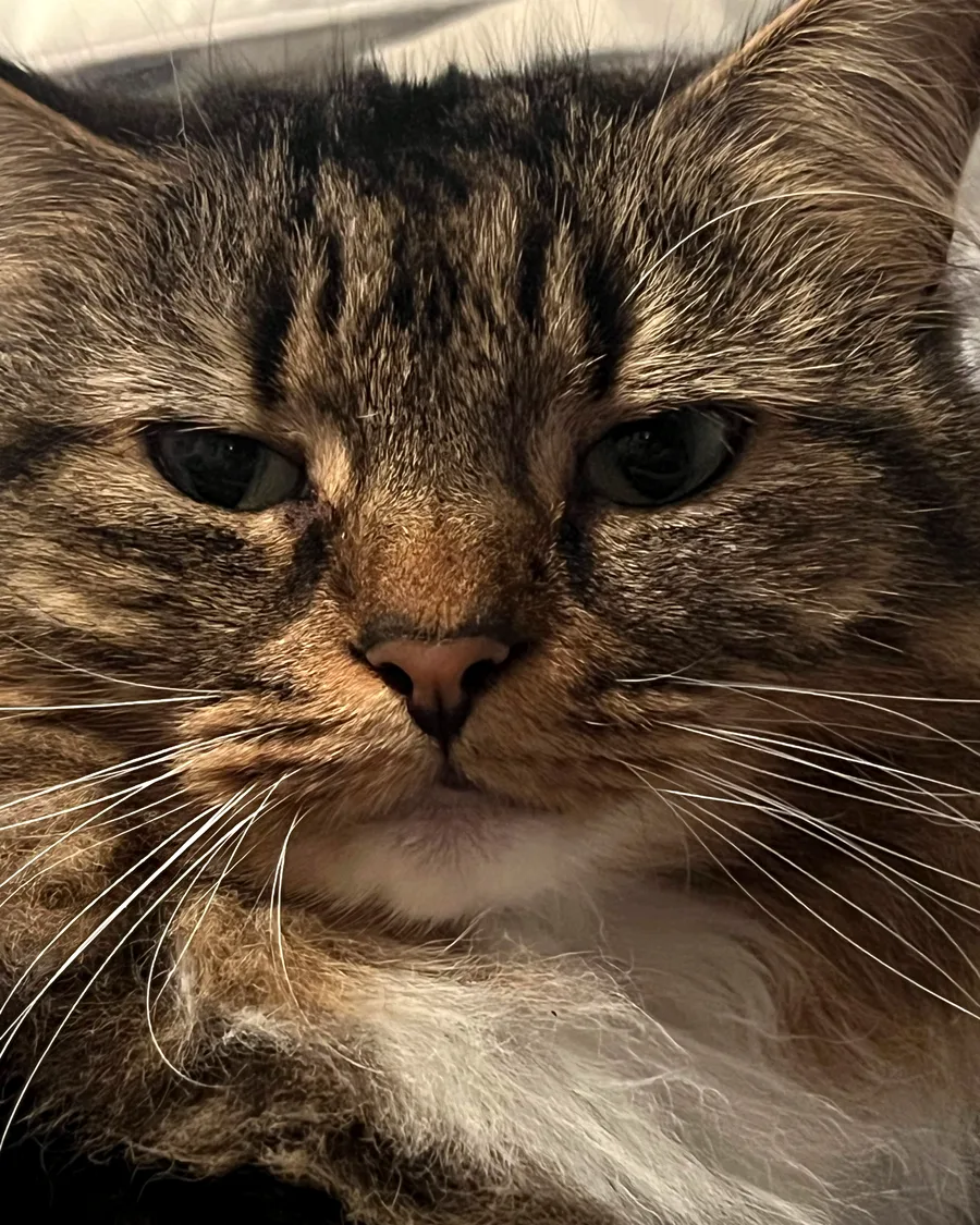 Extreme close-up of Tabby McTat with half-closed eyes, looking thoroughly unimpressed
