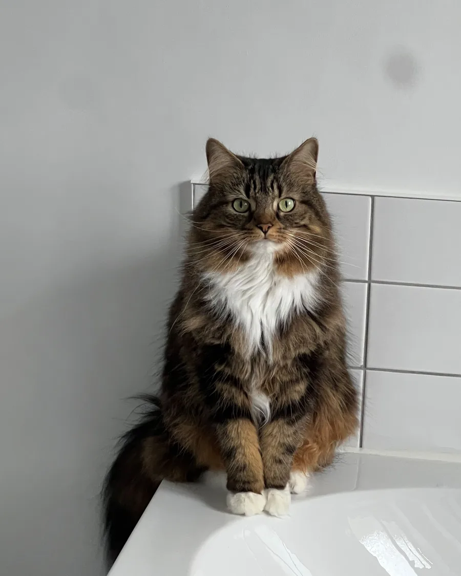 Tabby McTat sitting bolt upright on the edge of a bath, front paws neatly together