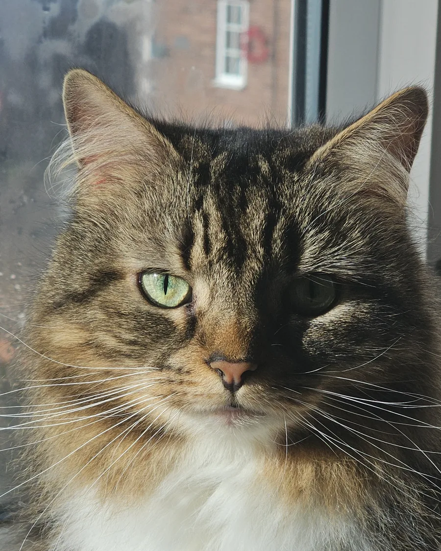 Tally the tabby cat sitting upright at a sunny window, looking out